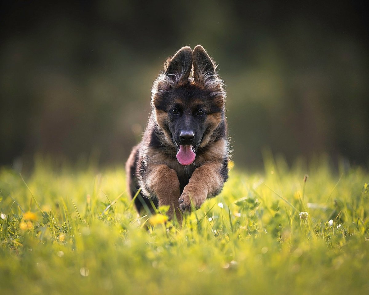 Животные собаки овчарки