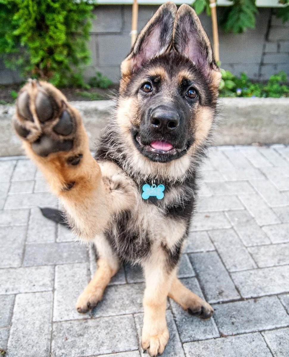 Собаки сохраненки