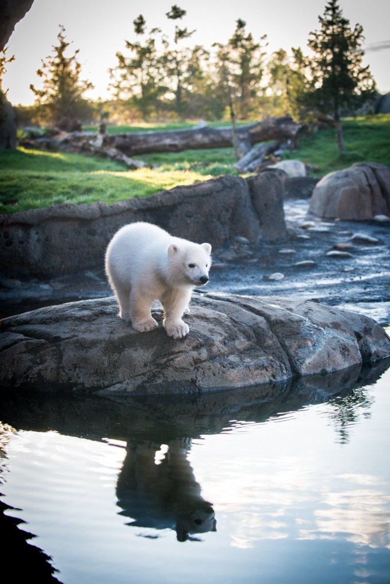 Белые медведи на Аляске