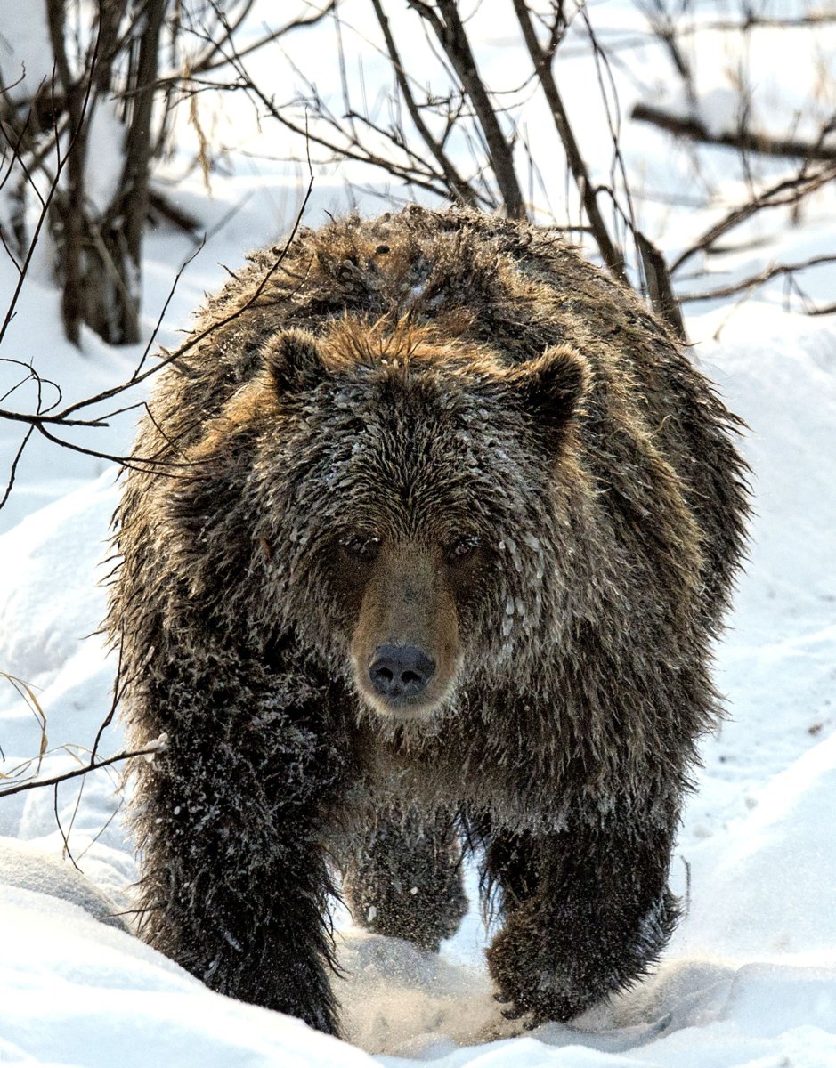 Кудрявый медведь