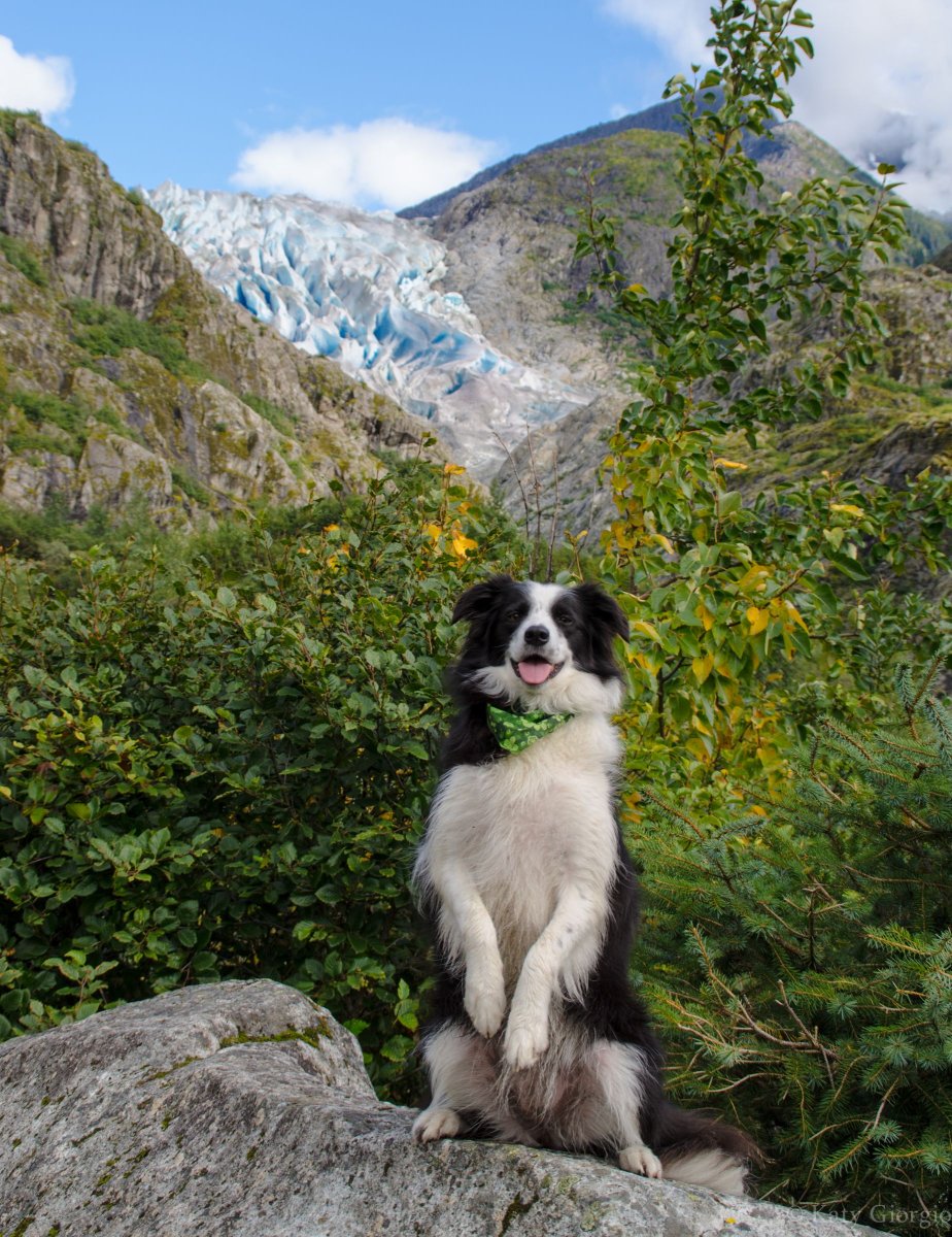Живность на Аляске