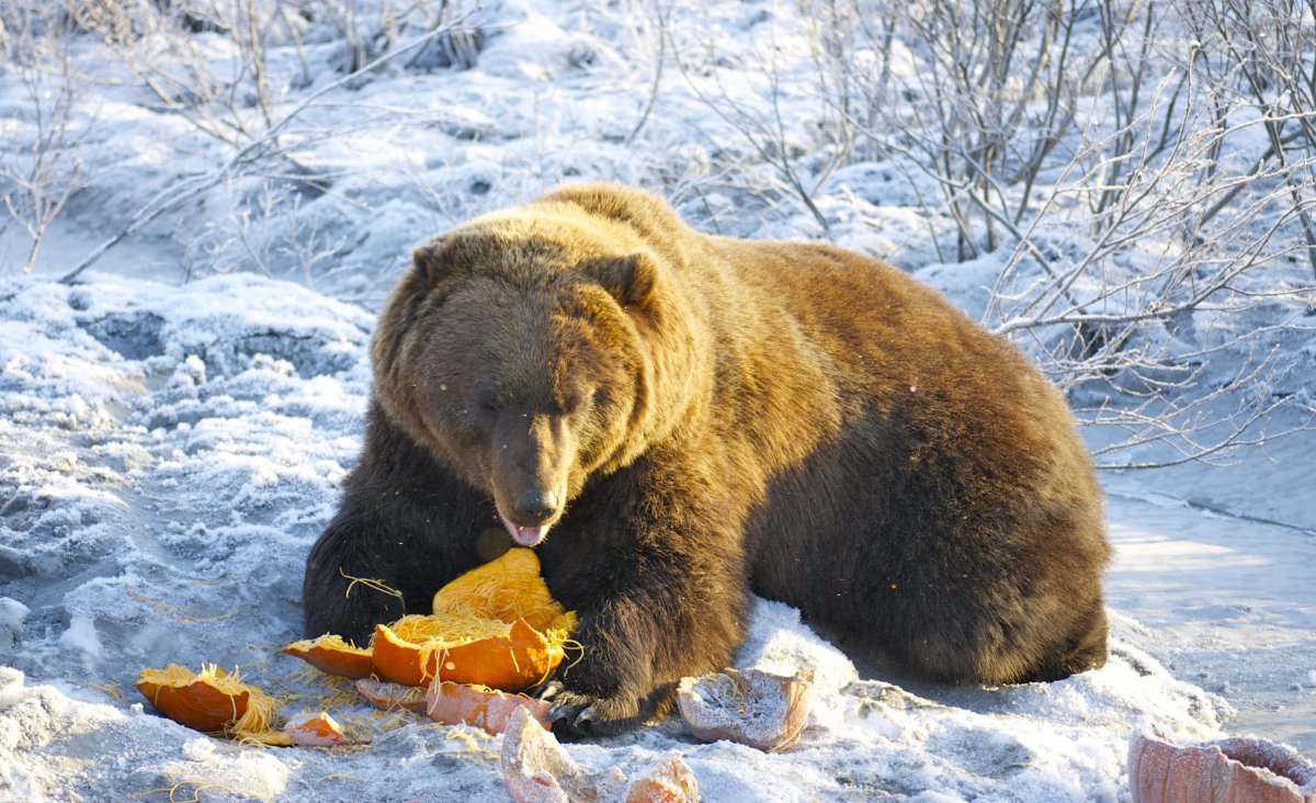 Бушмен Аляска