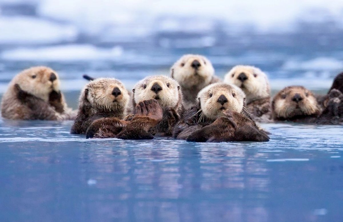 Курильский калан