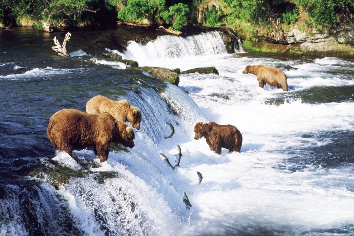 Фауна реки Енисей