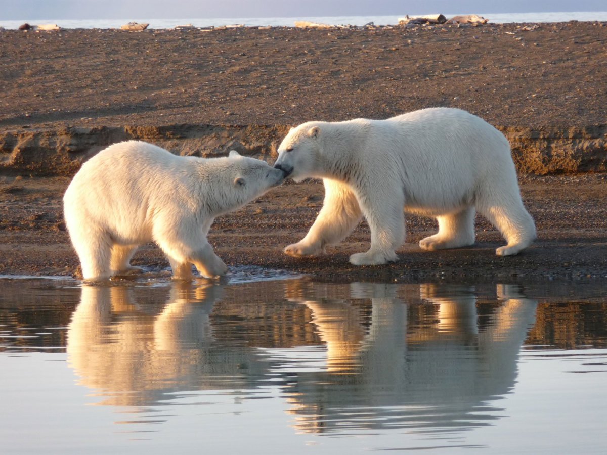 Животные штата Аляска