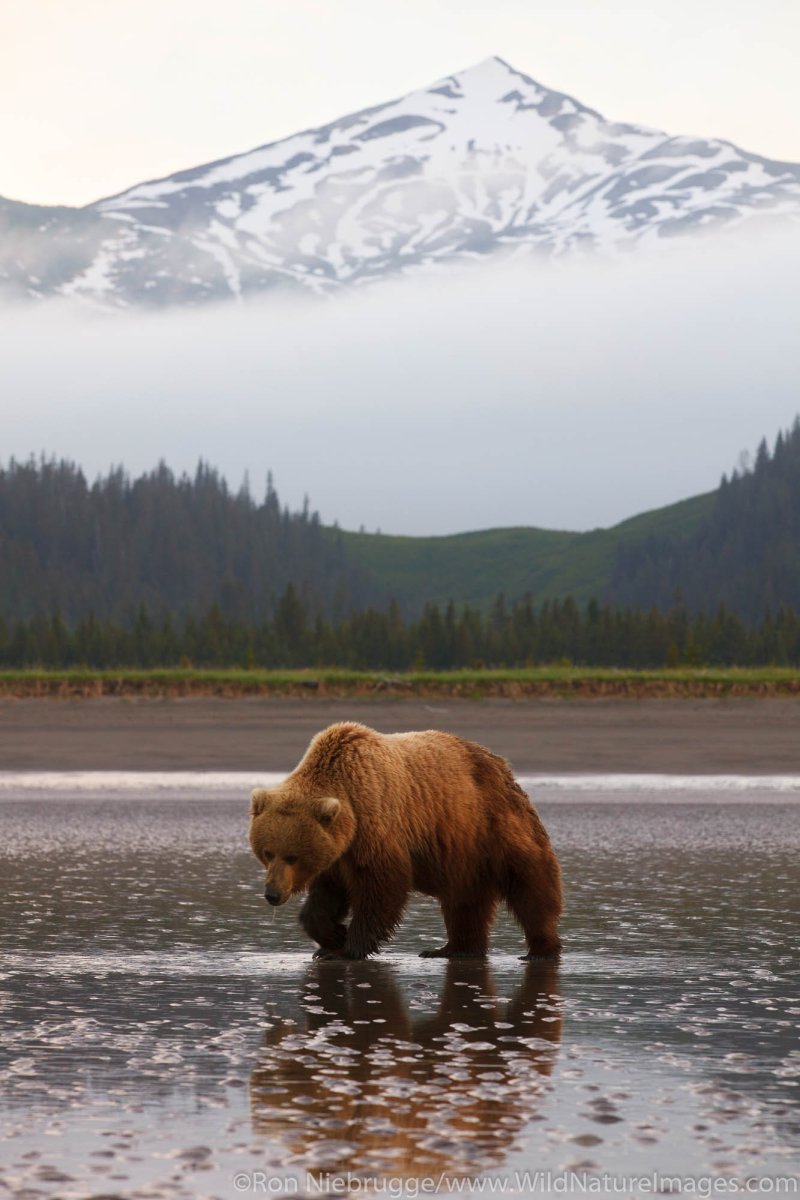Гризли на Аляске