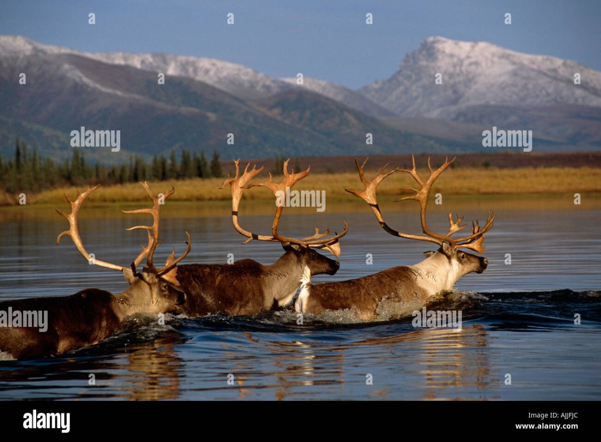 Kobuk Valley National Park