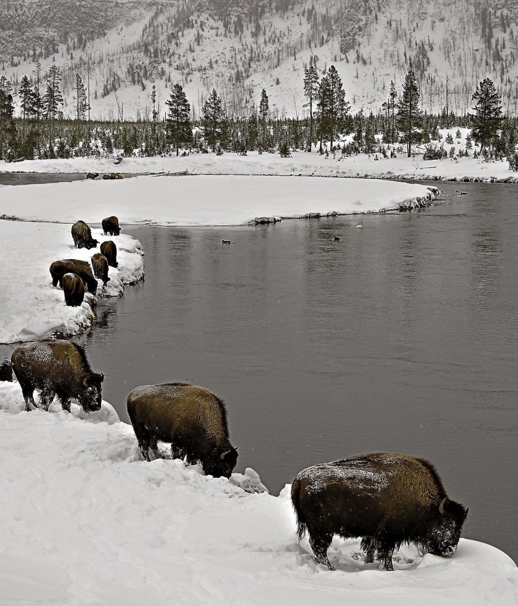 Бизон Йеллоустоун
