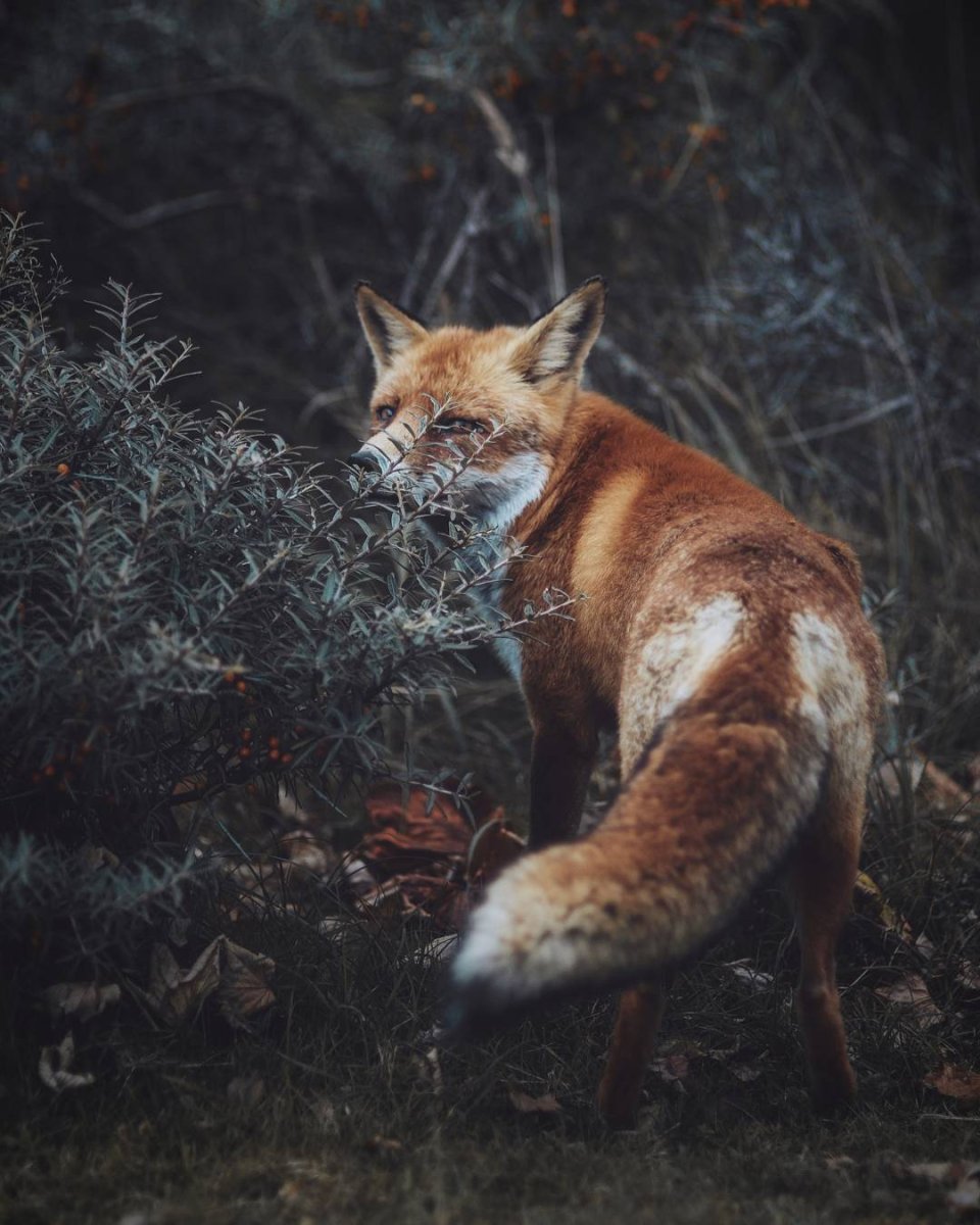 Все фото Пинтерест животных