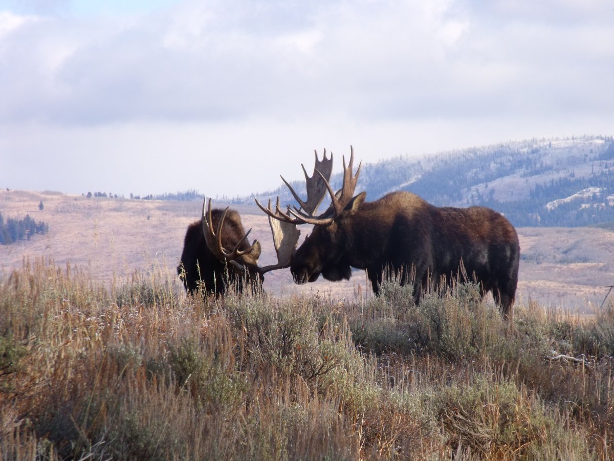 Арка из оленьих Рогов Jackson Wyoming