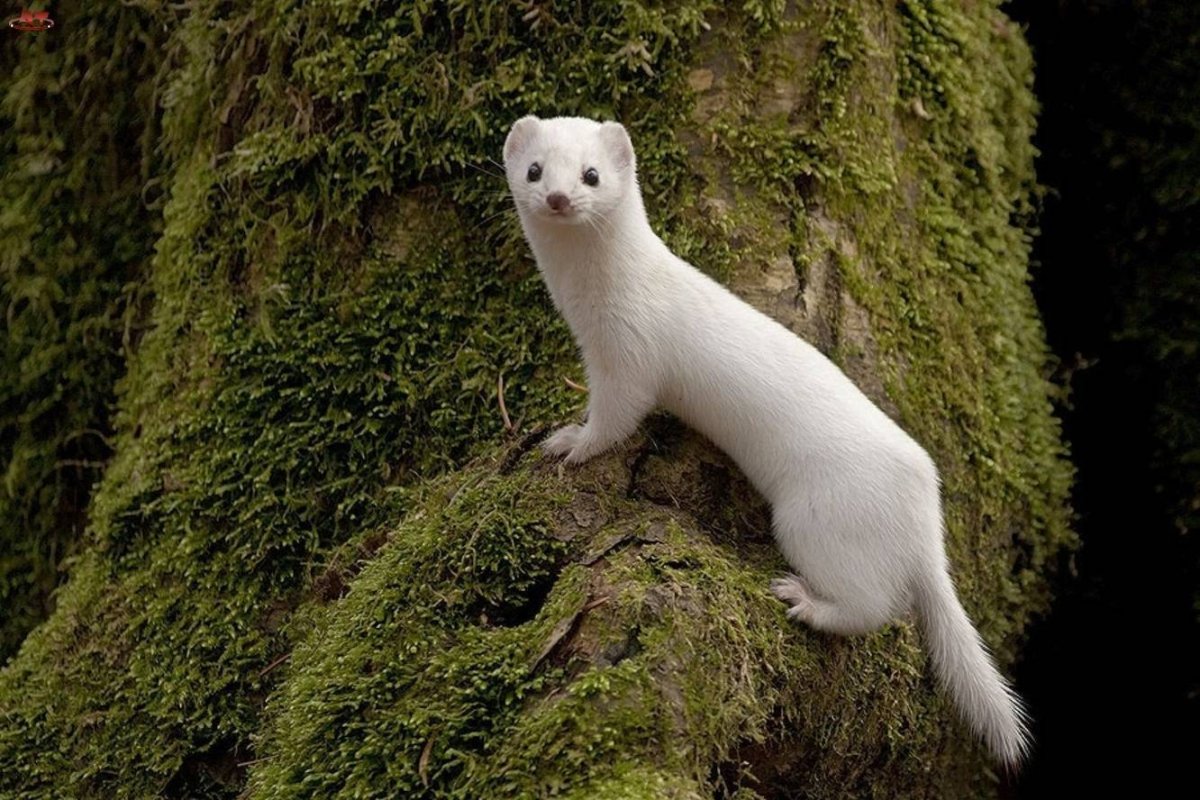 Медвежий кот бинтуронг