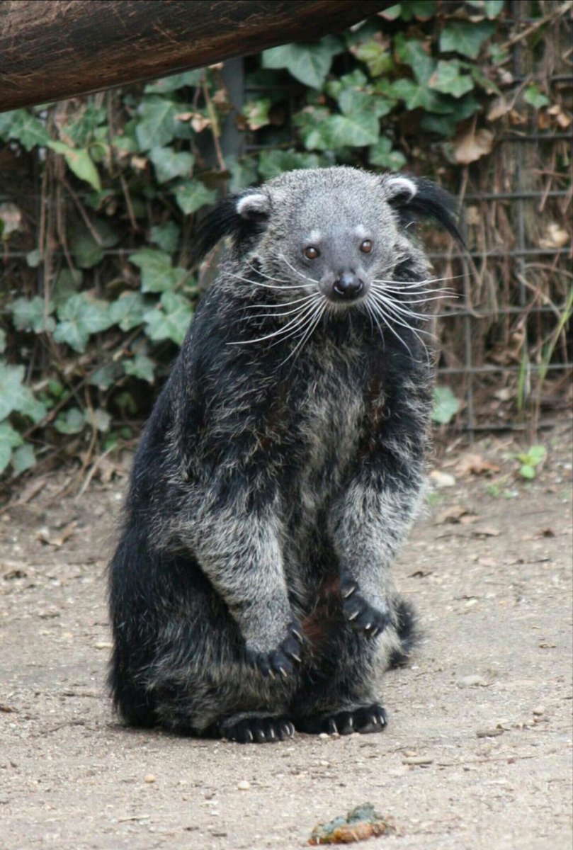 Сумчатый Ленивец