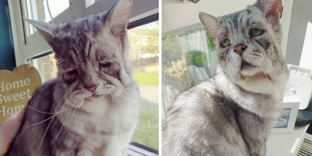 Грампи Кэт порода