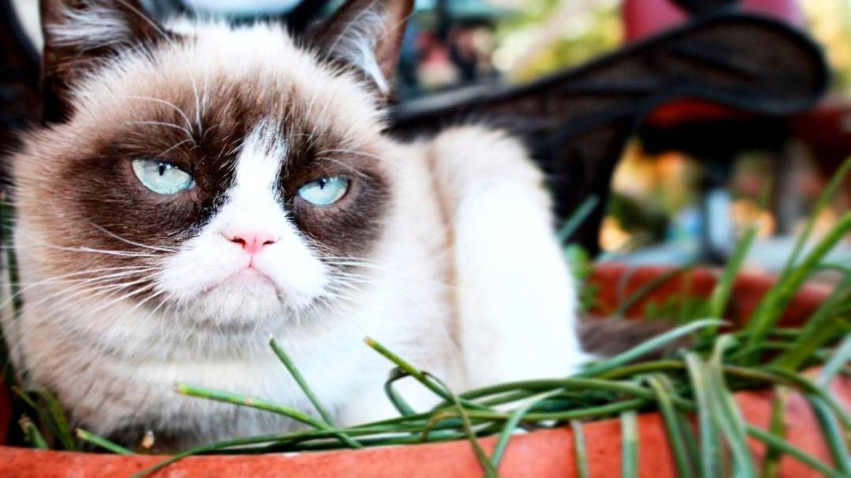 Грустный кот Мем