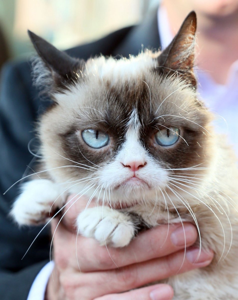 Милые котята плачут