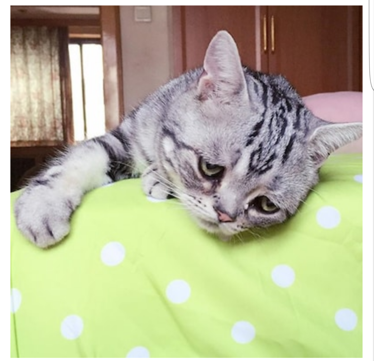 Самый милый котик в мире