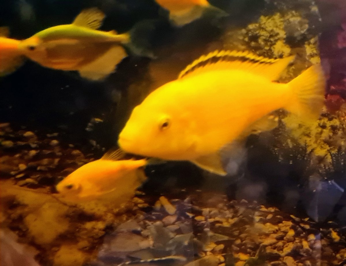 Рисунок гуппи в аквариуме для детей