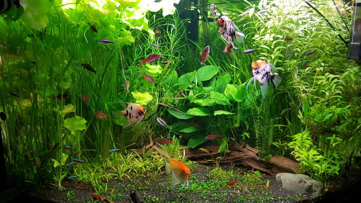 Щука панцирная аквариумная рыбка