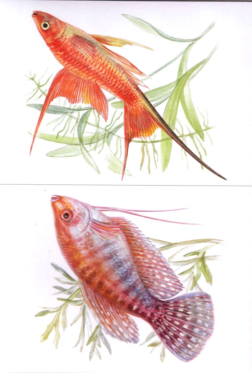 Пресноводные рыбки для аквариума