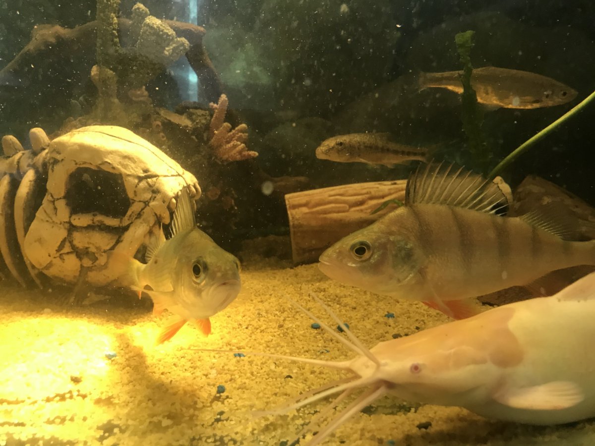 Речной окунь в аквариуме