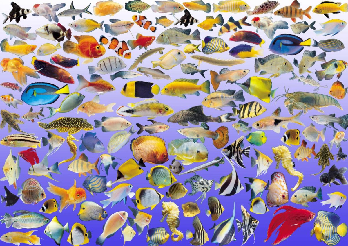 Аквариумные рыбки плакат