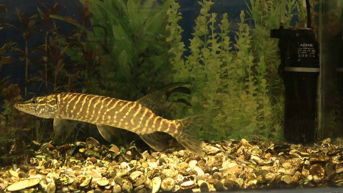 Гуппи аквариумные рыбки