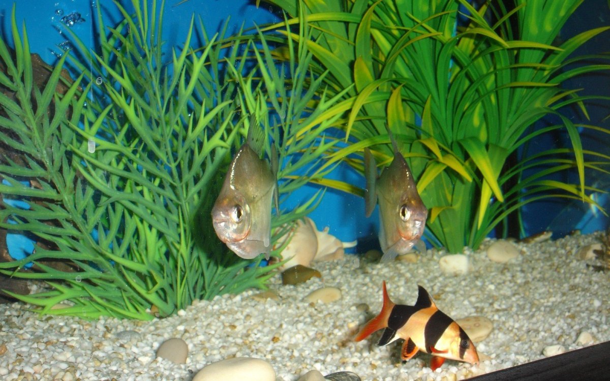 Нищева н.в. Пресноводные рыбы