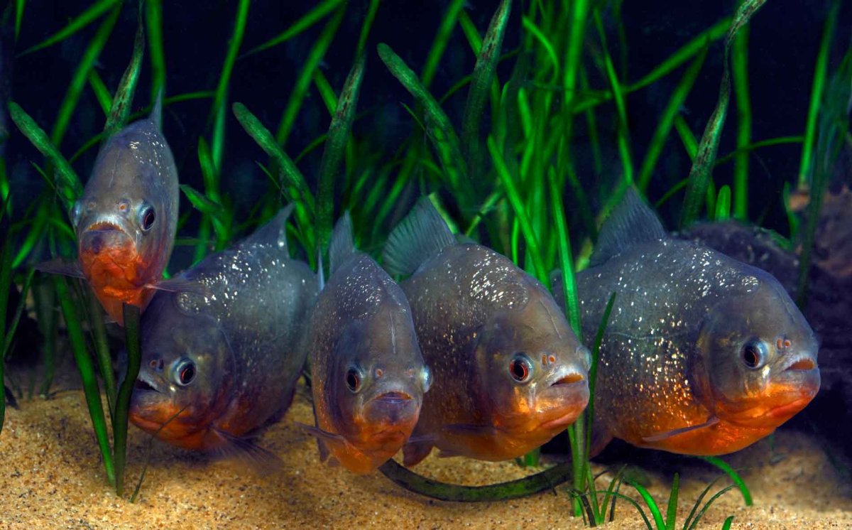 Пигоцентрус Наттерера