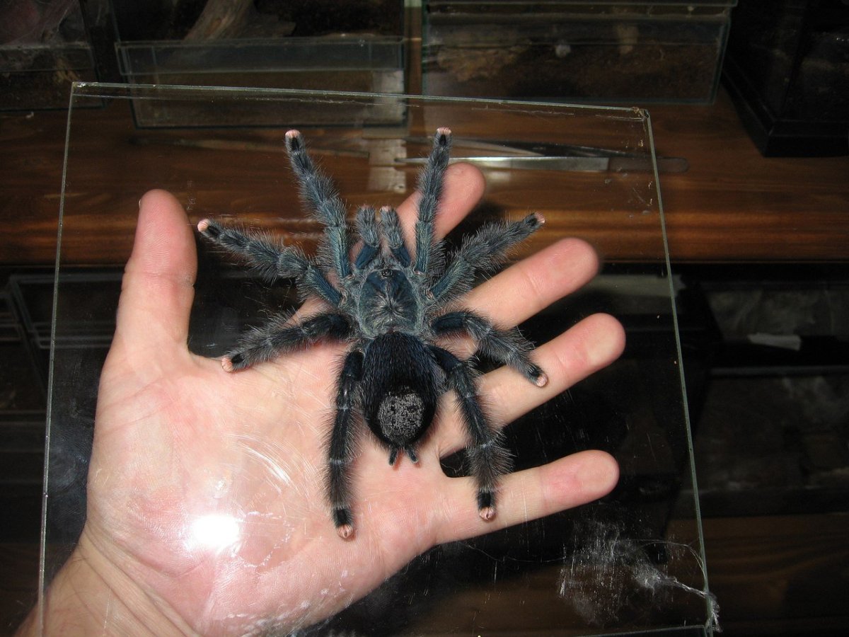 Паук Тарантул в Ростовской области