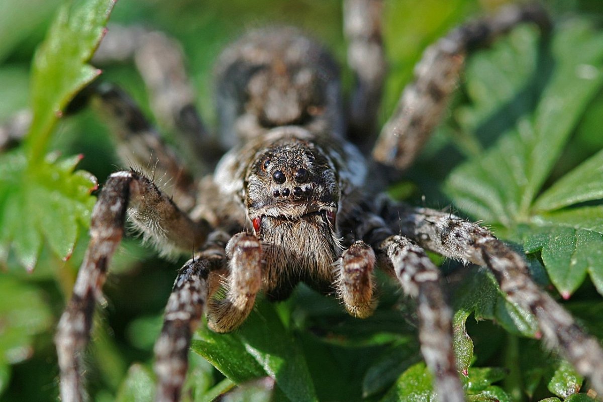 Каролинский паук-волк