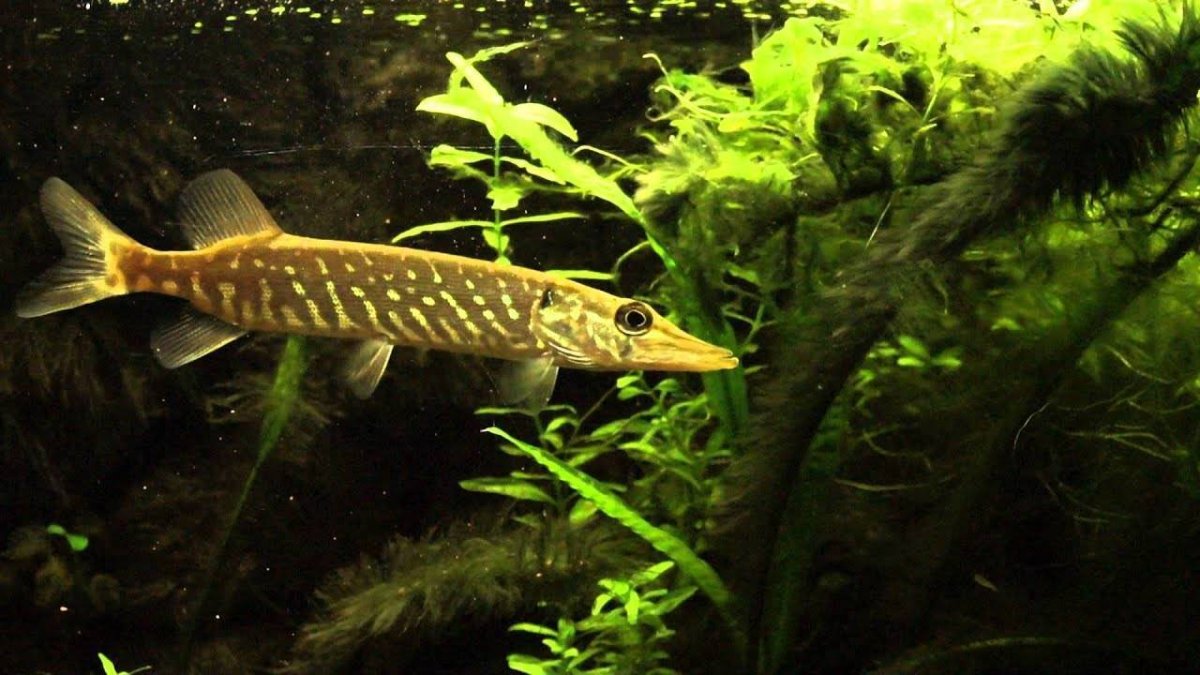 Карточки рыбы для детей