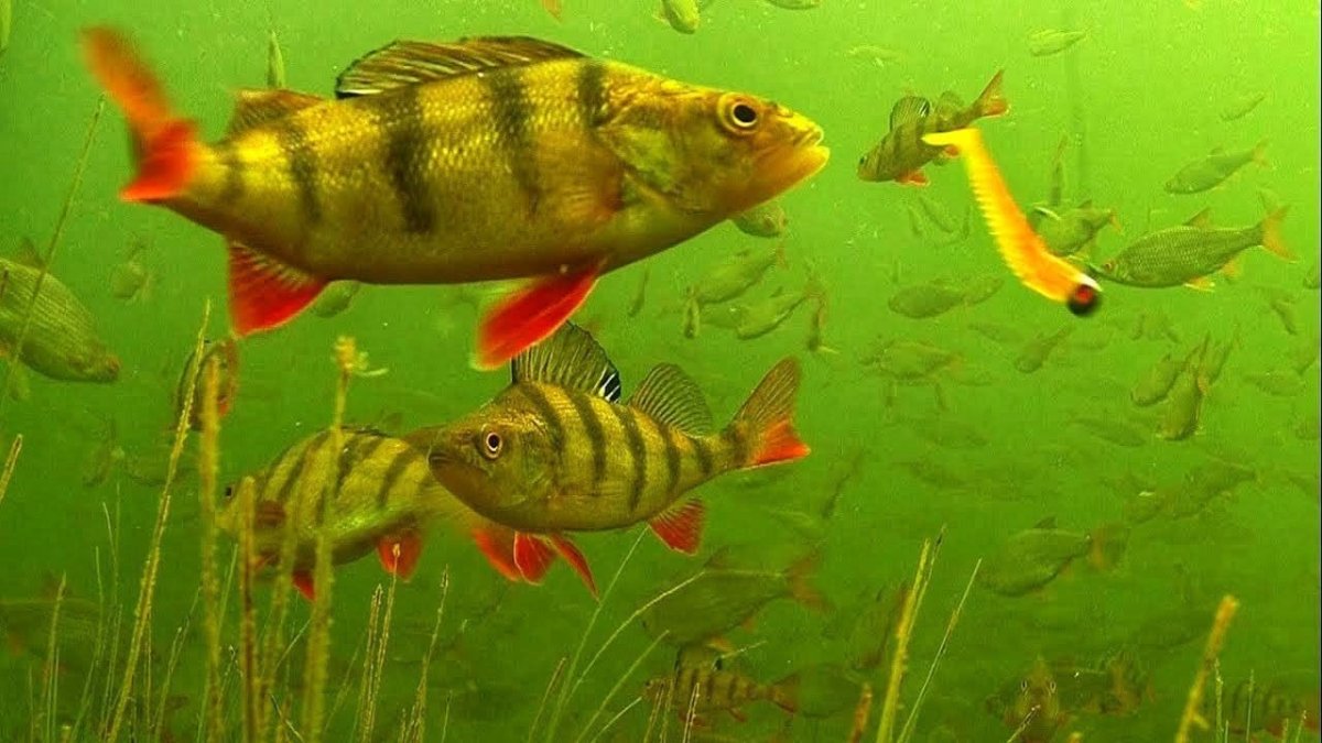 Астронотус тигровый Оскар