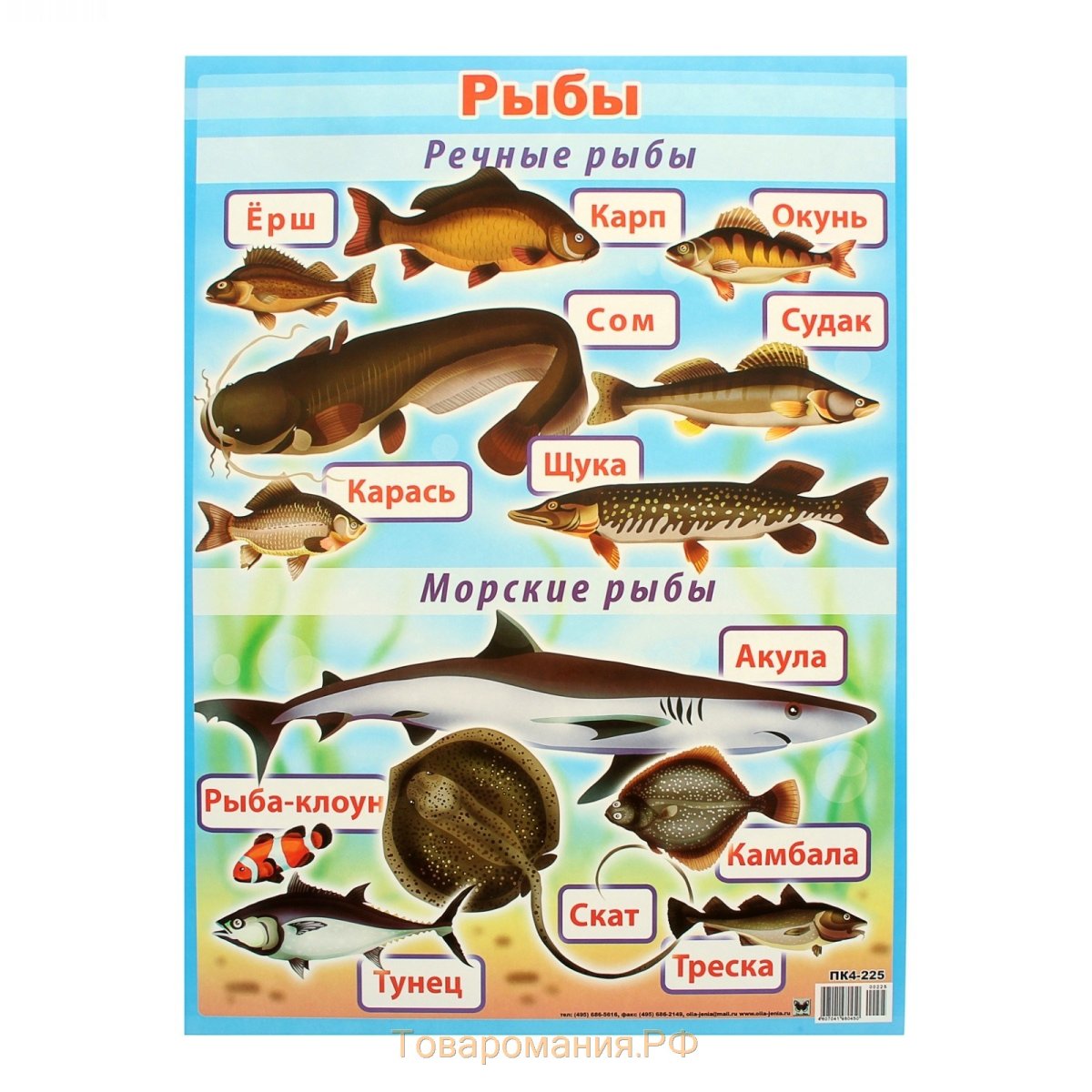 Рыбы в аквариуме