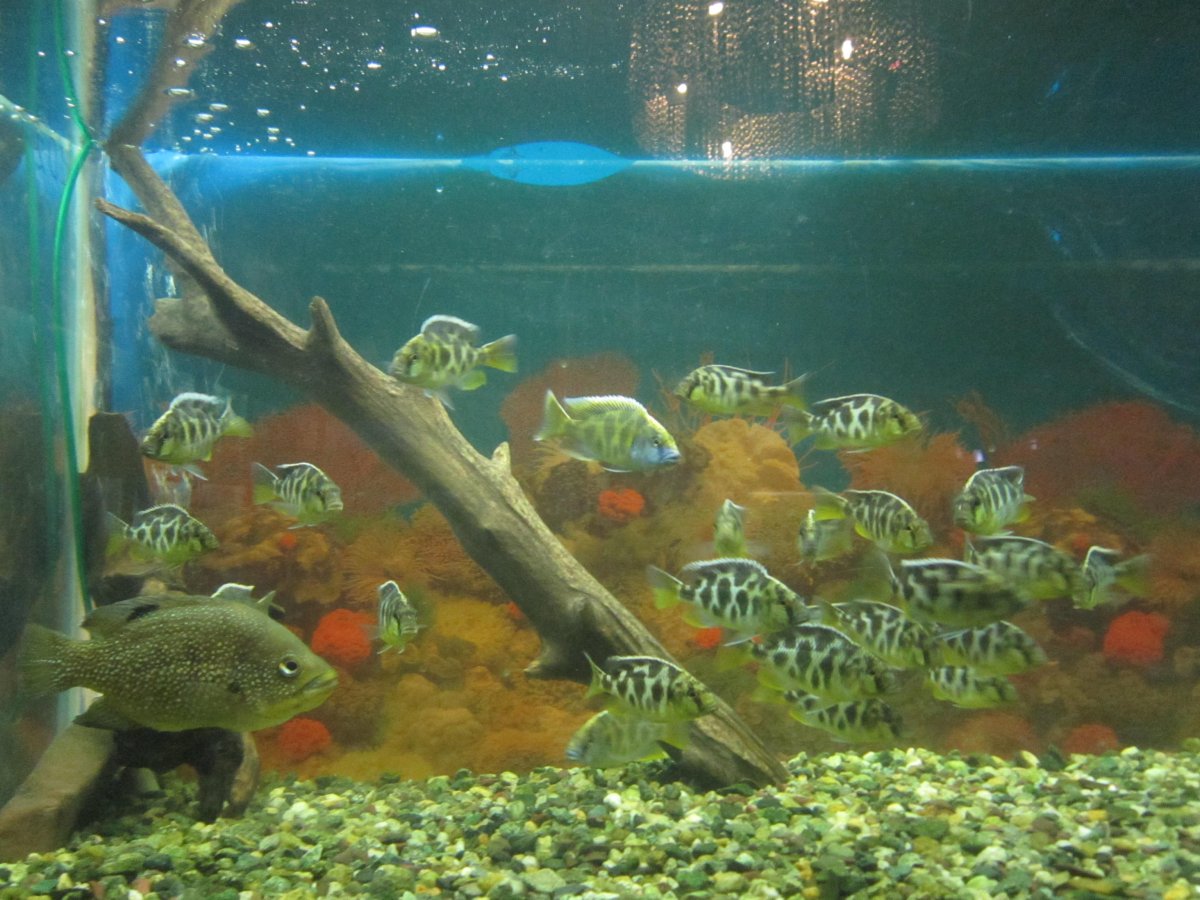 Обитатели аквариума