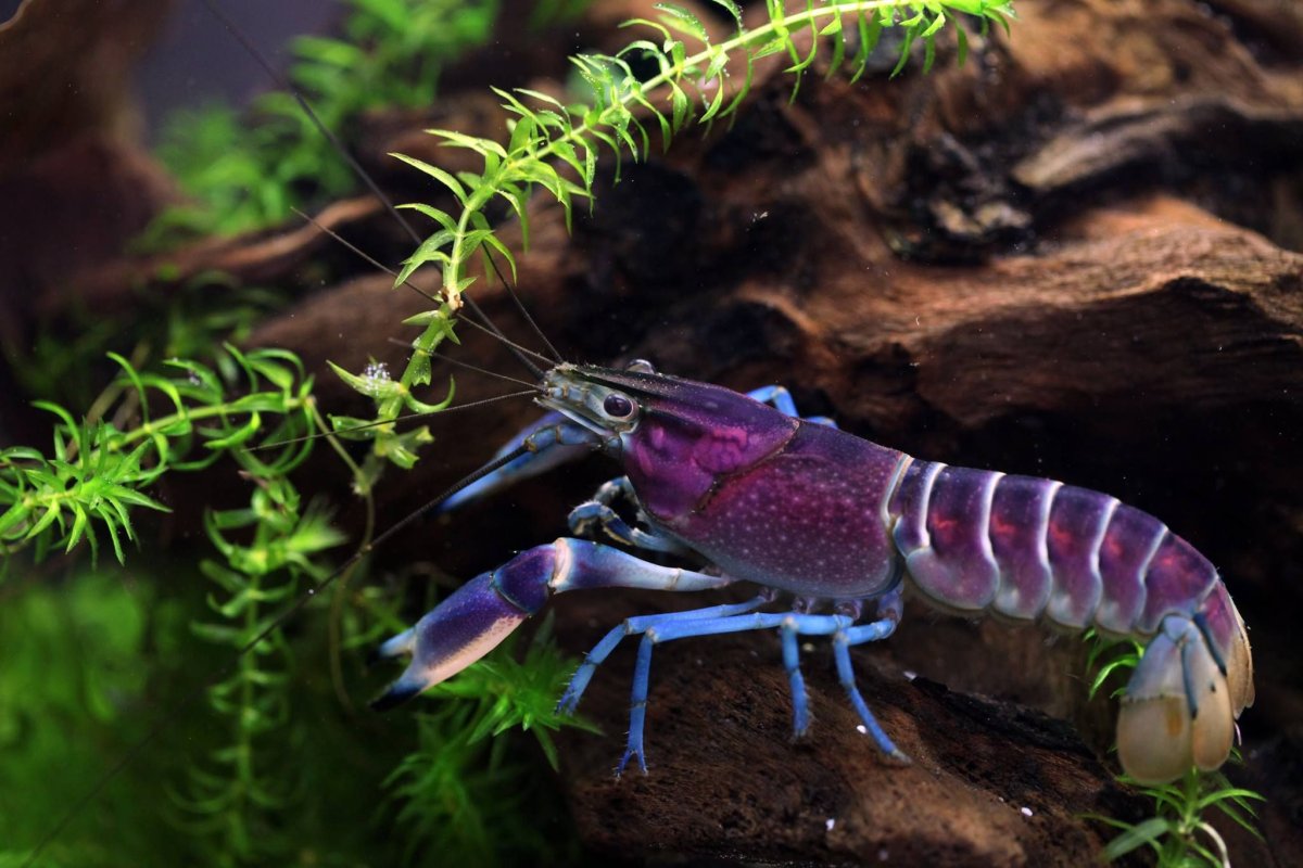 Неприхотливые аквариумные рыбки