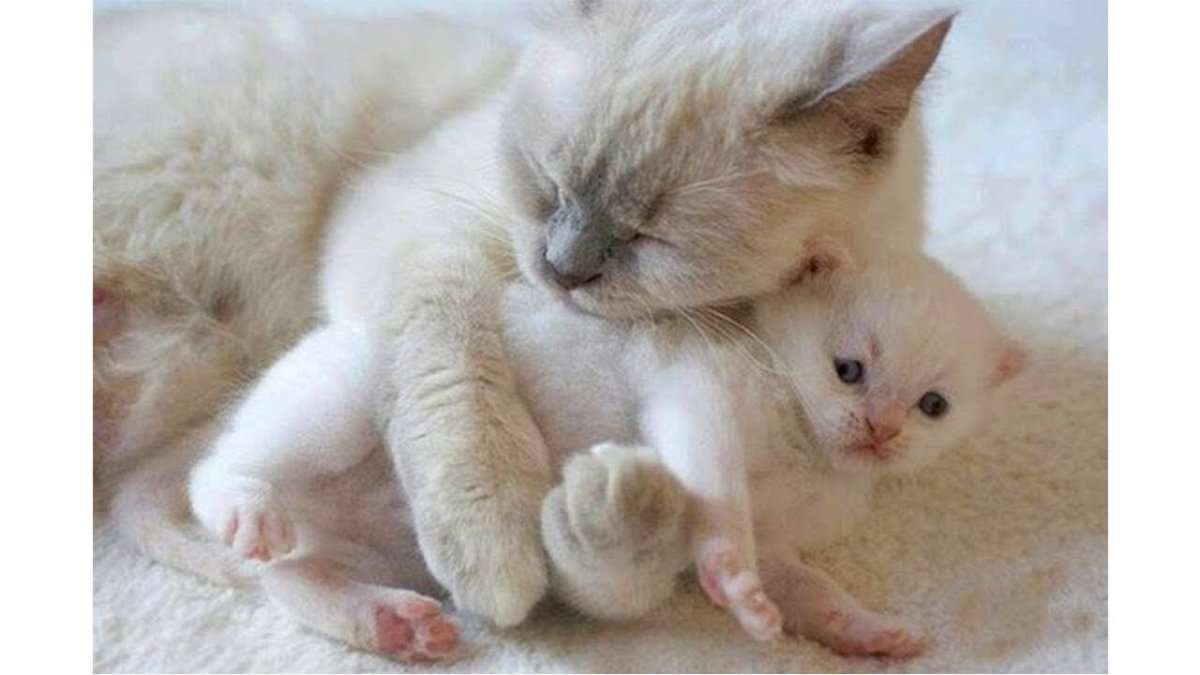 Котята с мамой