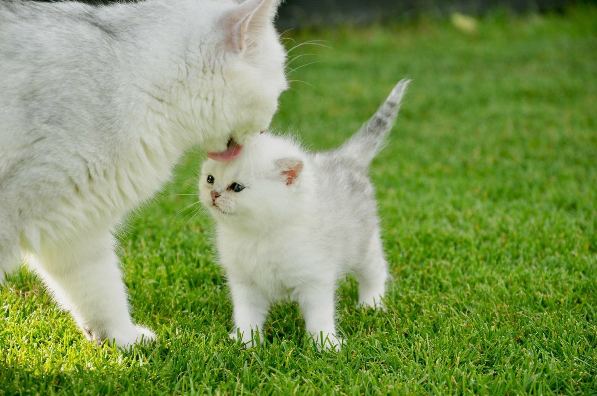 Кошка вылизывает котенка