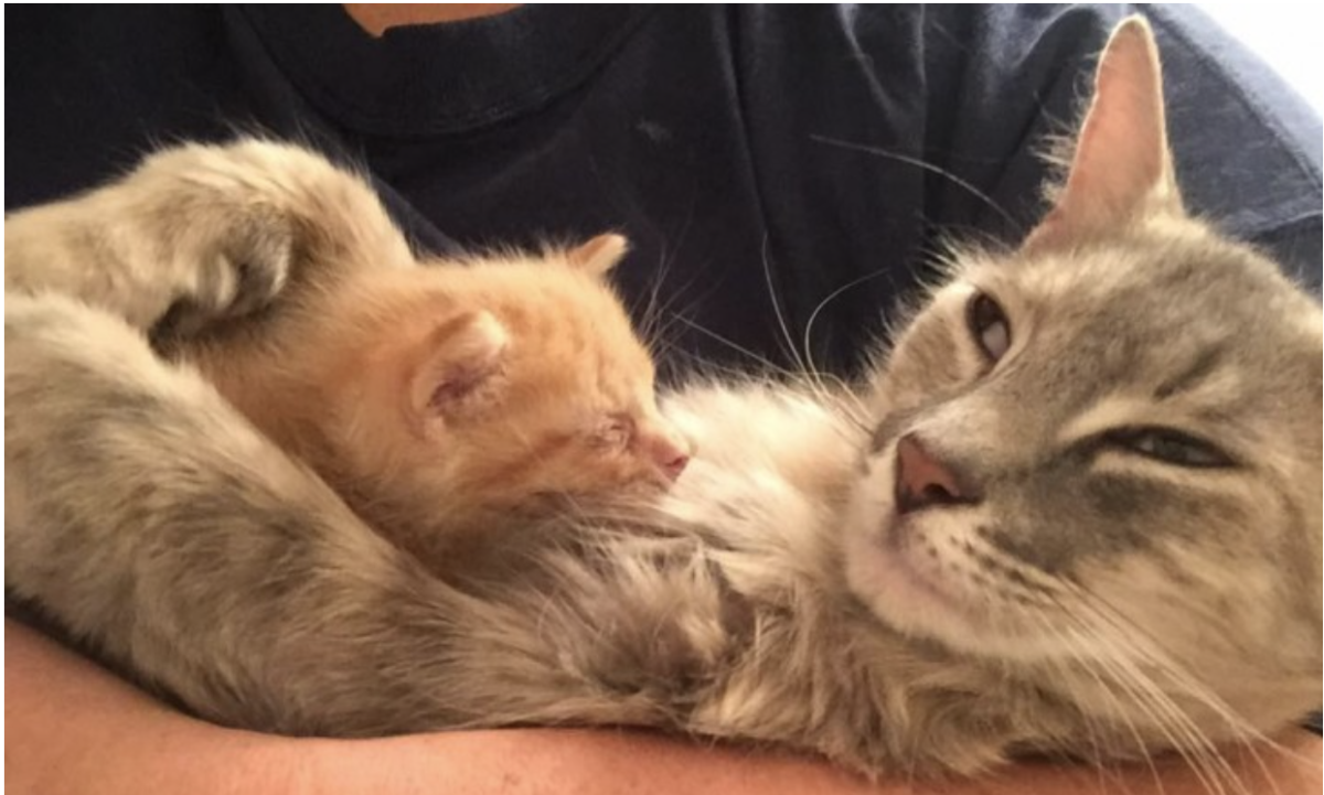 Котята с мамой