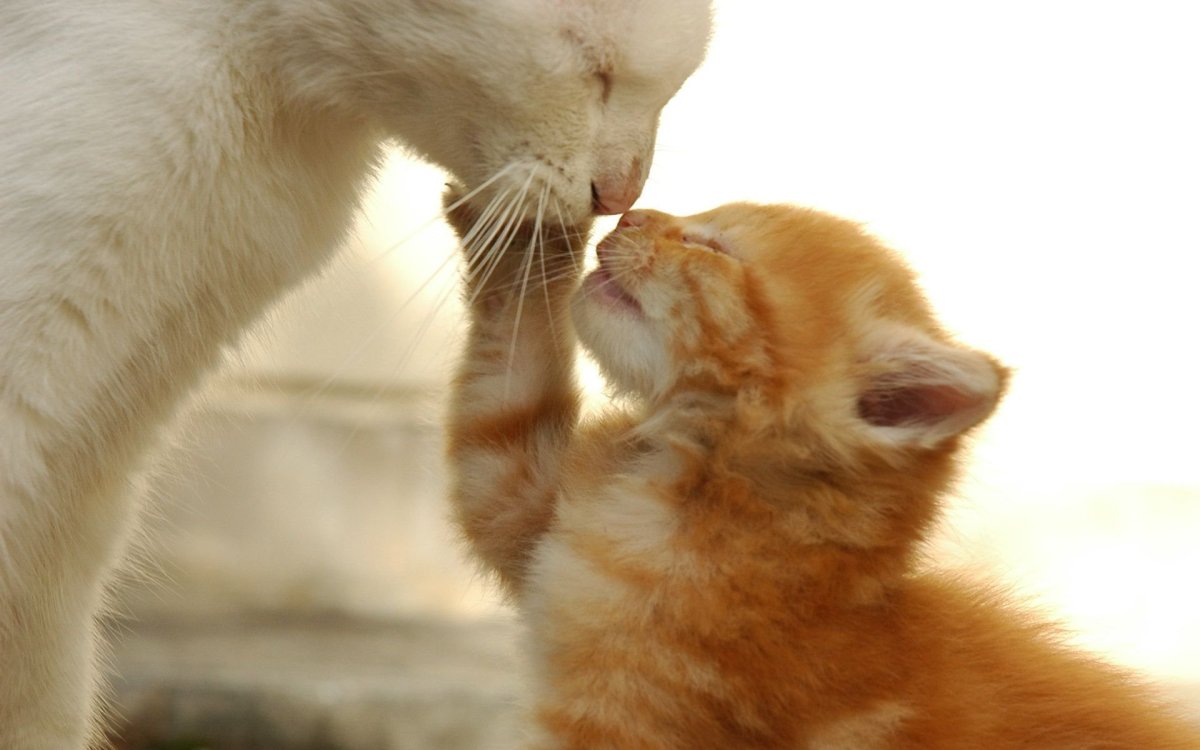Котенок целует маму