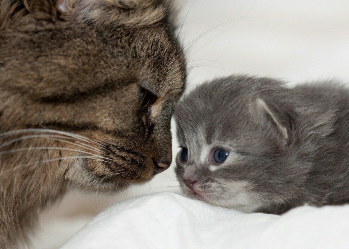 Котята с мамой