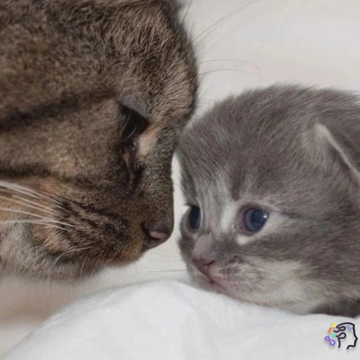 Маленькие котята с мамой