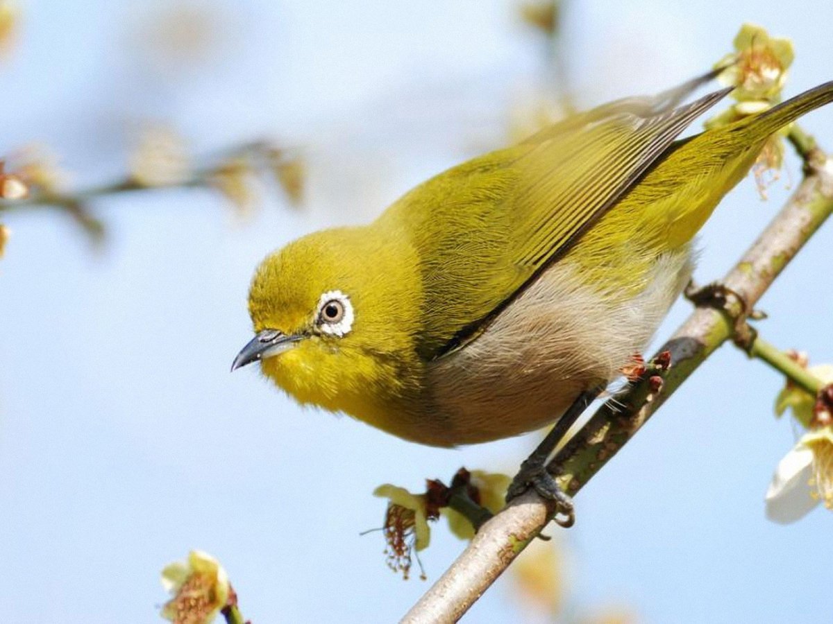 Мучнистая белоглазка