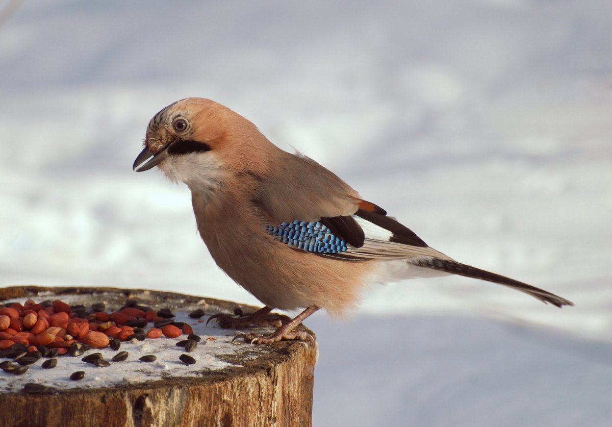Зимующие птицы Сойка
