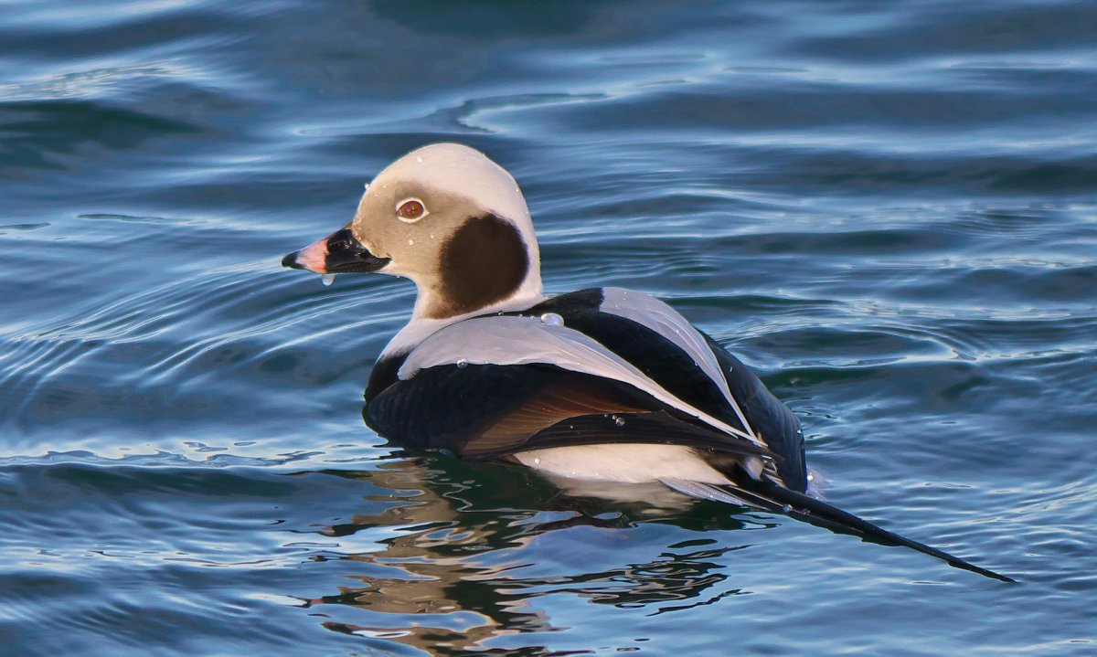 Тундровая утка Морянка