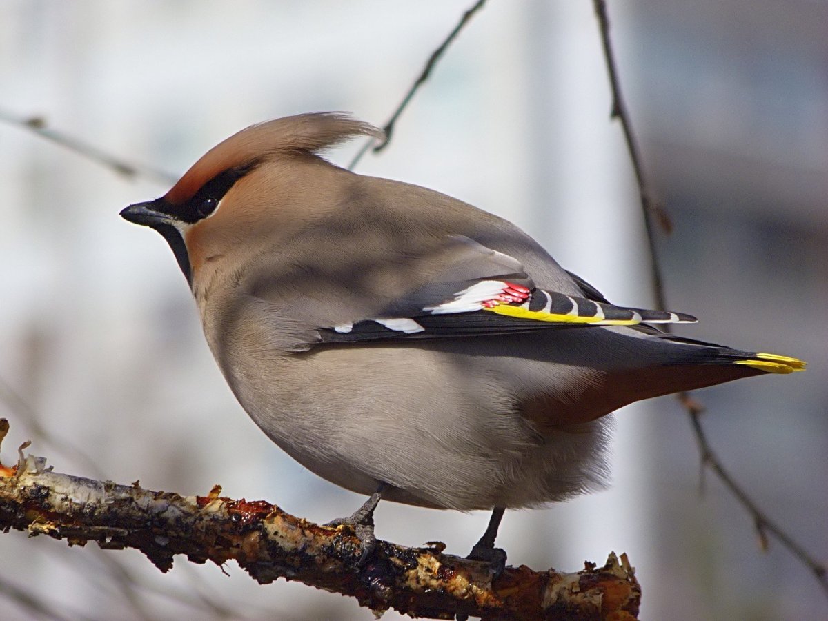 Сойка и свиристель