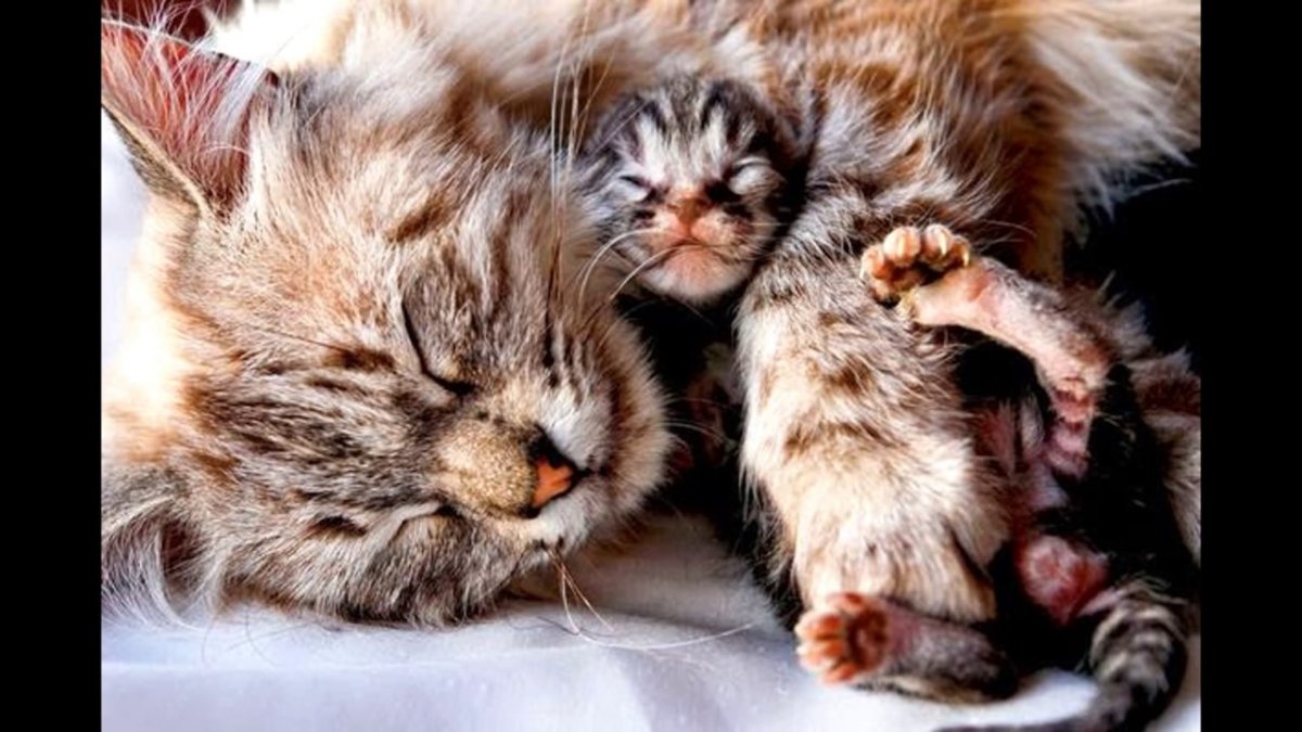 Кошка с потомством