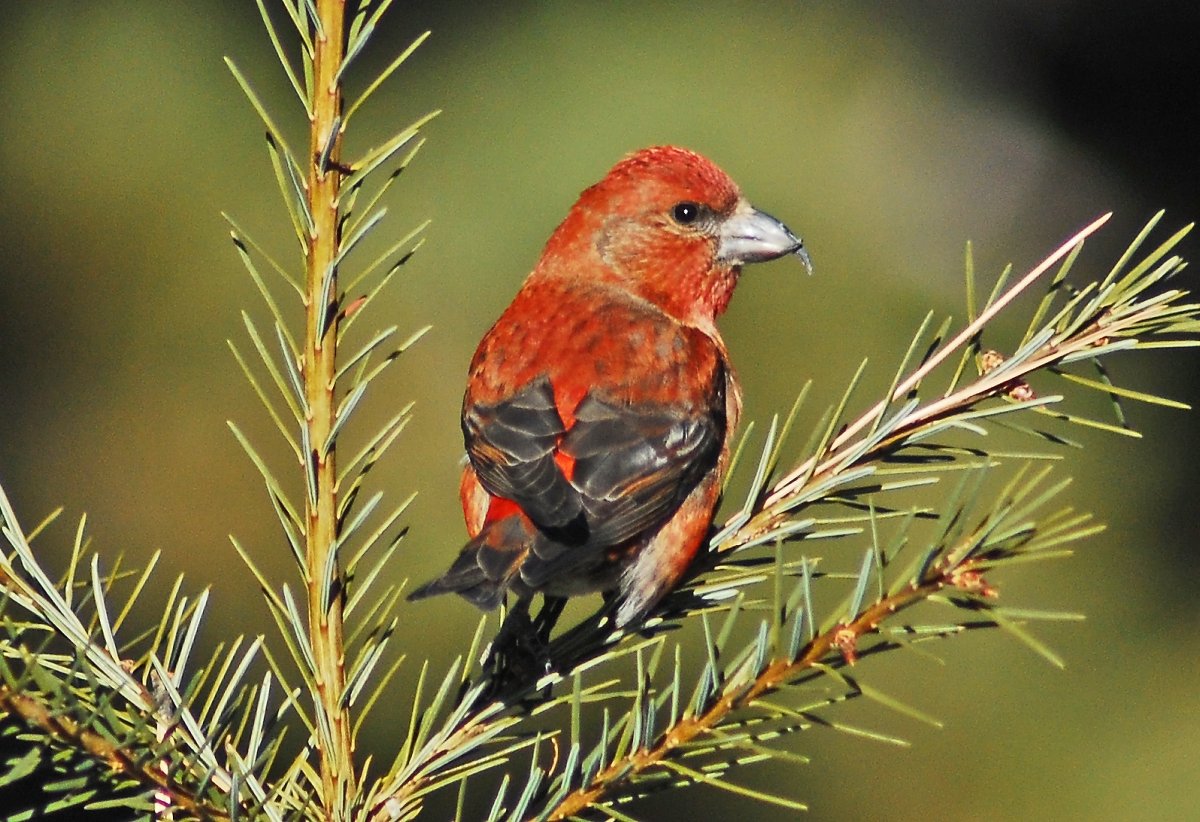 Клёст-еловик и клёст-Сосновик