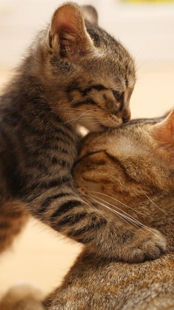 Кошки любовь