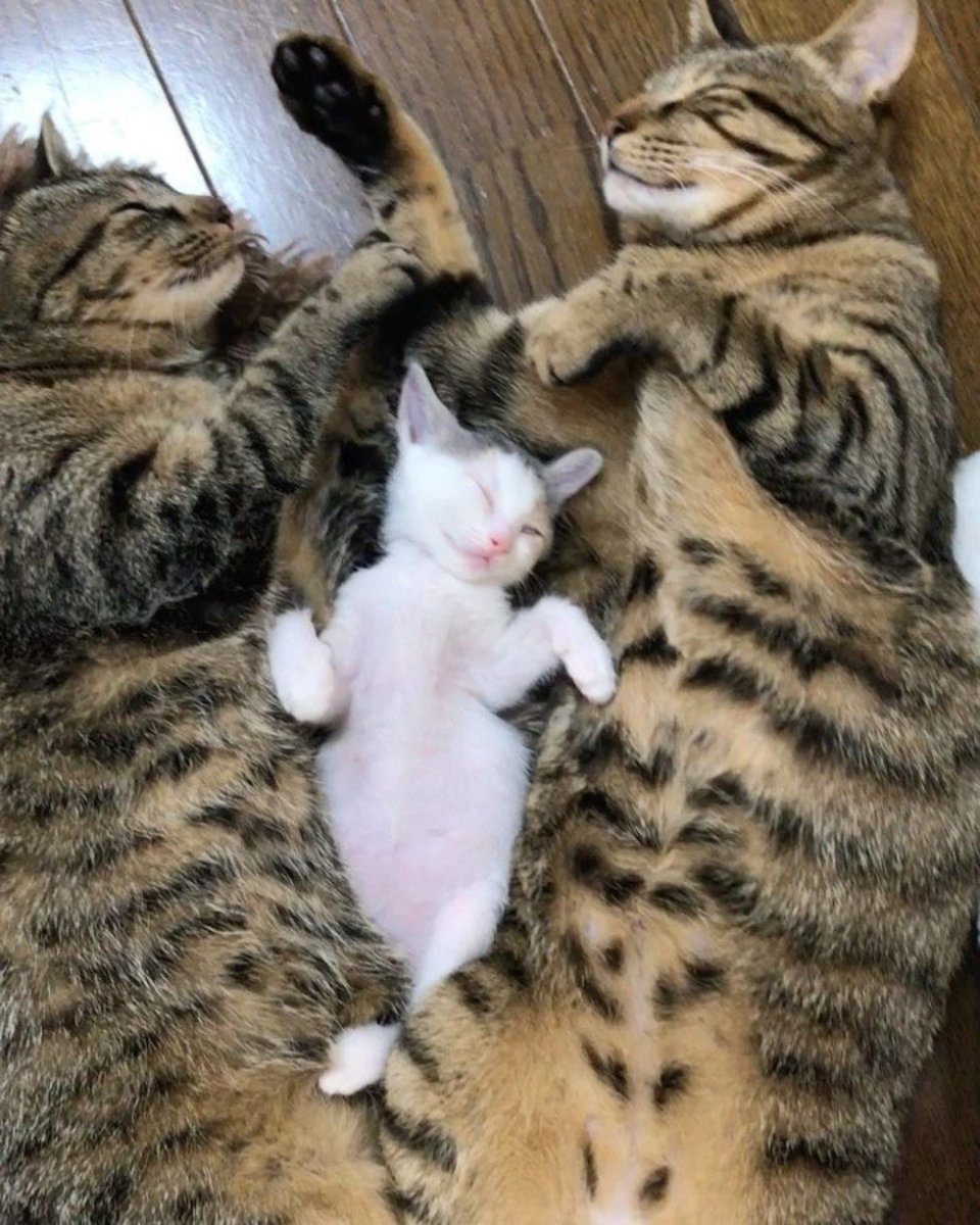 Мама кошка и папа кот