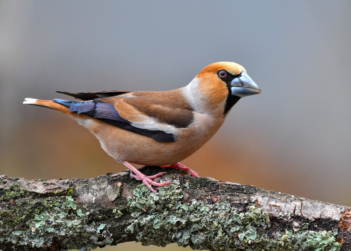 Обыкновенный Дубонос